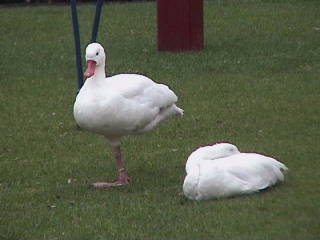 When clicked, Show still image