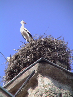 When clicked, Show still image