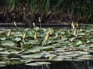 When clicked, Show still image