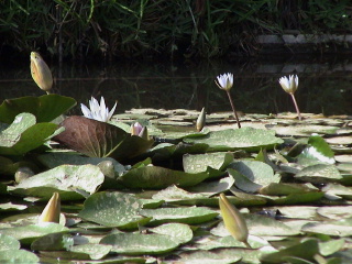 When clicked, Show still image