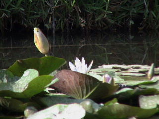 When clicked, Show still image